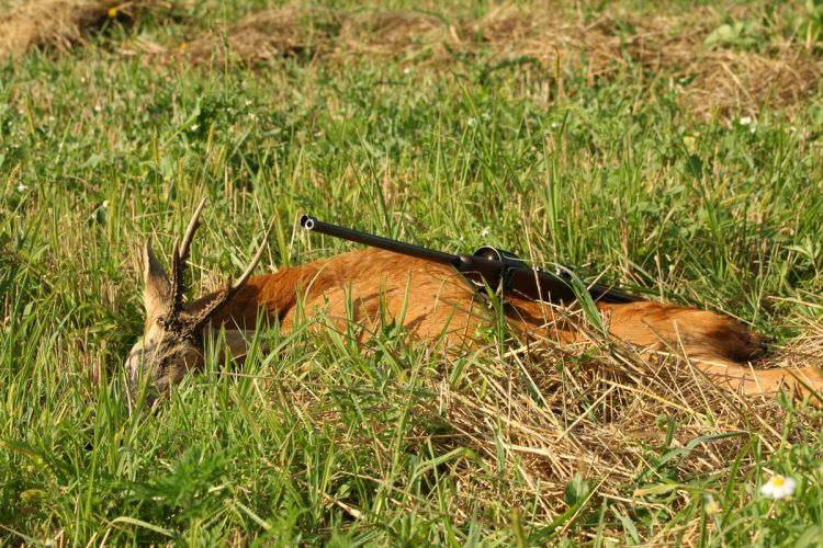 őzbak vadászat, Cigánd